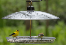 Advantages of Automatic Bird Feeders for Domestic Birds