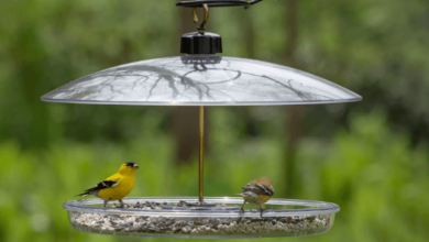 Advantages of Automatic Bird Feeders for Domestic Birds