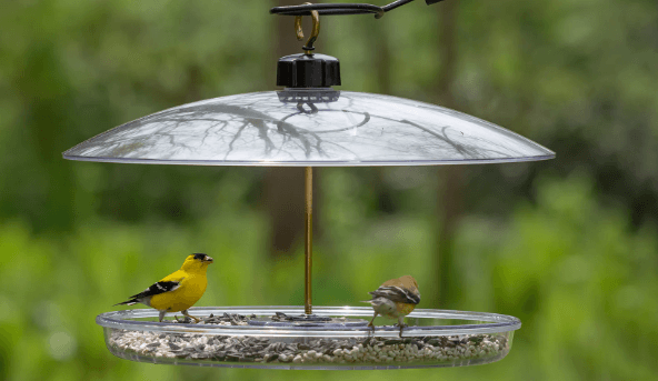 Advantages of Automatic Bird Feeders for Domestic Birds