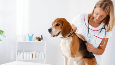 Reliable Care With A 24 Hour Vet