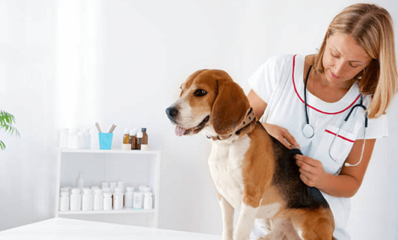 Reliable Care With A 24 Hour Vet