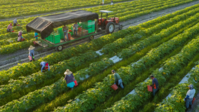 Farm Near Me Guide: Finding Local Agriculture and Fresh Produce
