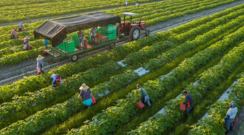 Farm Near Me Guide: Finding Local Agriculture and Fresh Produce