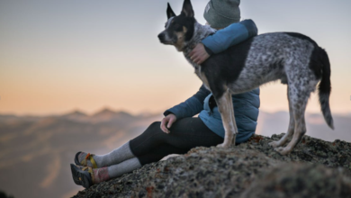 How Everyday Technology Improves Pet Safety