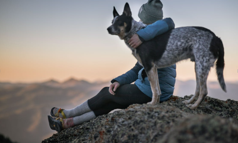 How Everyday Technology Improves Pet Safety