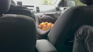 Seat Cover Dog Car: The Ultimate Guide to Protecting Your Vehicle and Ensuring Pet Comfort 