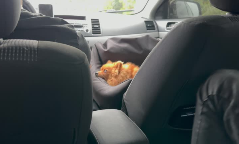 Seat Cover Dog Car: The Ultimate Guide to Protecting Your Vehicle and Ensuring Pet Comfort 