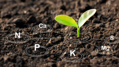 Enhancing Crop Nutrition with Natural Fertilizers