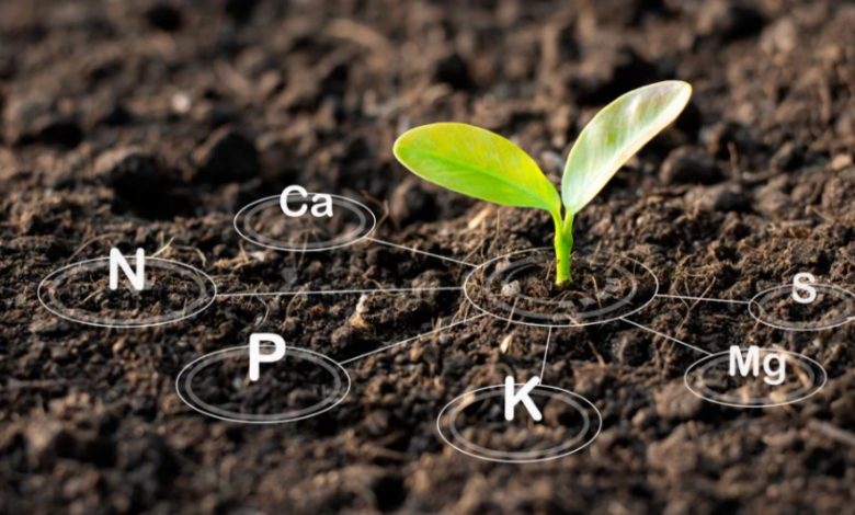 Enhancing Crop Nutrition with Natural Fertilizers