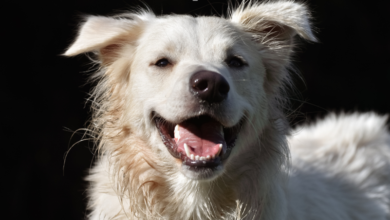 What Owners Need to Know About Dog Bones and Connective Tissue