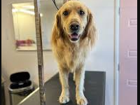 The 3 Quiet Signs Your "Dog Grooming Near Me" Search Has Found a Keeper