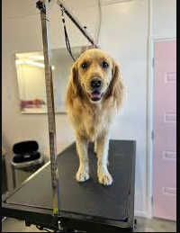 The 3 Quiet Signs Your "Dog Grooming Near Me" Search Has Found a Keeper