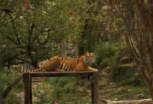 leadership in vertex track