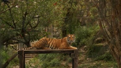 leadership in vertex track