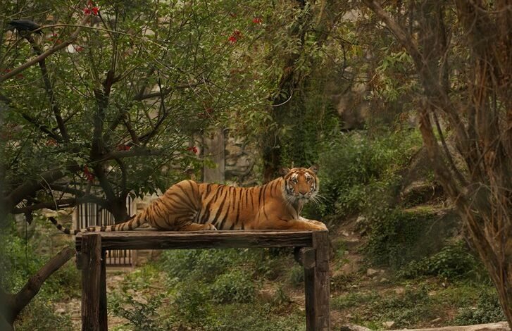 leadership in vertex track