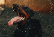 public complaint and alerts