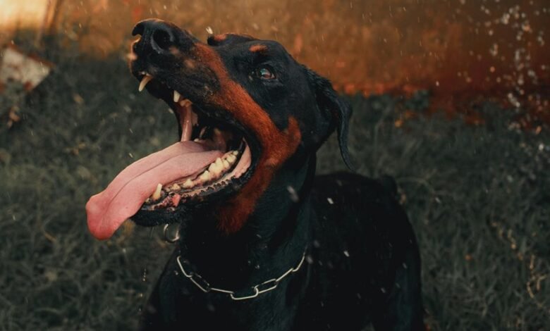 public complaint and alerts